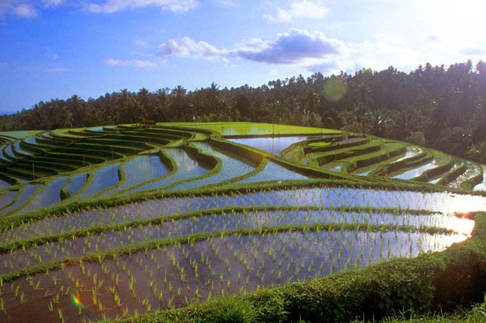 Pupuan, Panoramic Rice Terrace in Bali