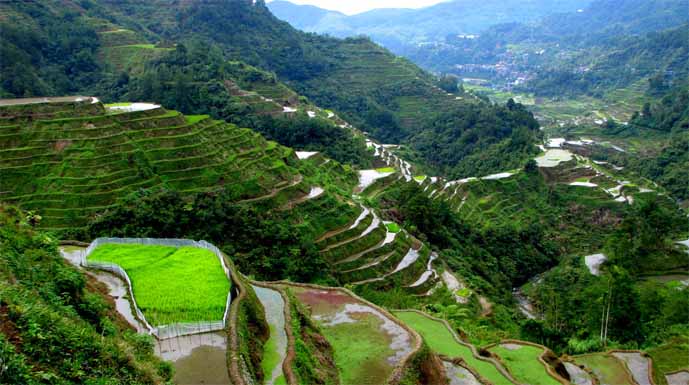 Bukit jambul rice terrace bali